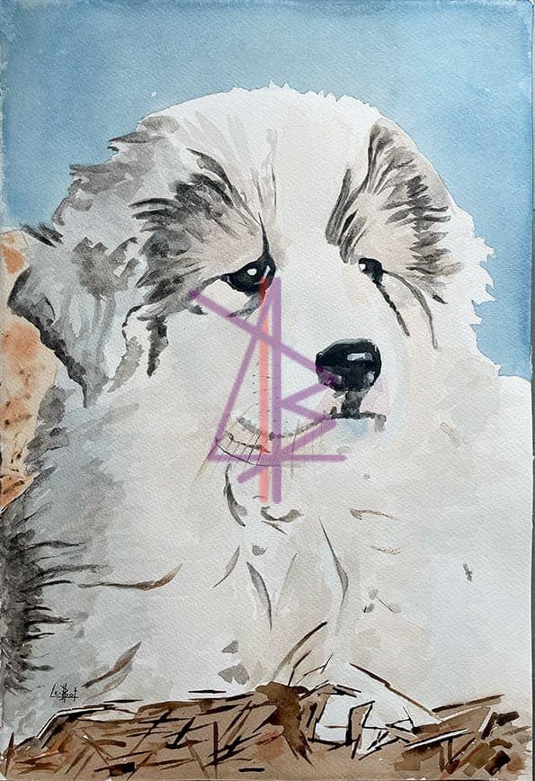 Patou des Pyrénées – Vendu